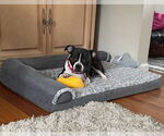 Small #2 Boglen Terrier