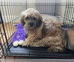 Small #1 Lhasa Apso
