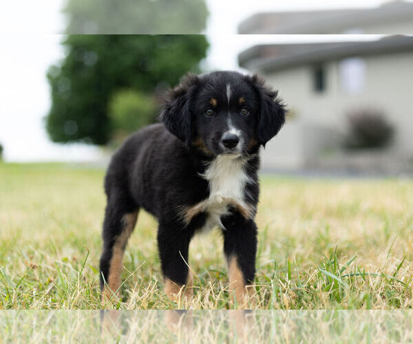 Medium Photo #5 Miniature Australian Shepherd Puppy For Sale in WARSAW, IN, USA