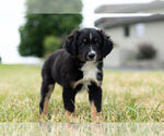 Small Photo #5 Miniature Australian Shepherd Puppy For Sale in WARSAW, IN, USA