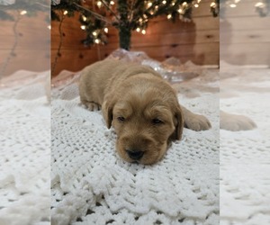 Labradoodle Puppy for sale in WILLIAMSTOWN, KY, USA