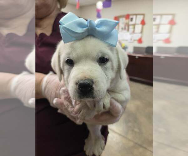 Medium Photo #1 Golden Labrador Puppy For Sale in SHERBURNE, NY, USA