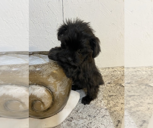 Medium Photo #1 -Poodle (Miniature) Mix Puppy For Sale in GREENVILLE, NC, USA