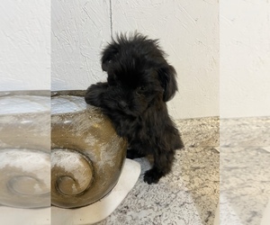 -Poodle (Miniature) Mix Puppy for sale in GREENVILLE, NC, USA