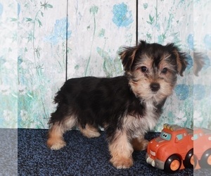 Yo-Chon Puppy for sale in MOUNT VERNON, OH, USA