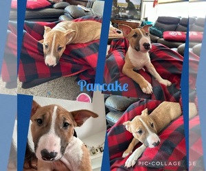 Bull Terrier Puppy for sale in TACOMA, WA, USA