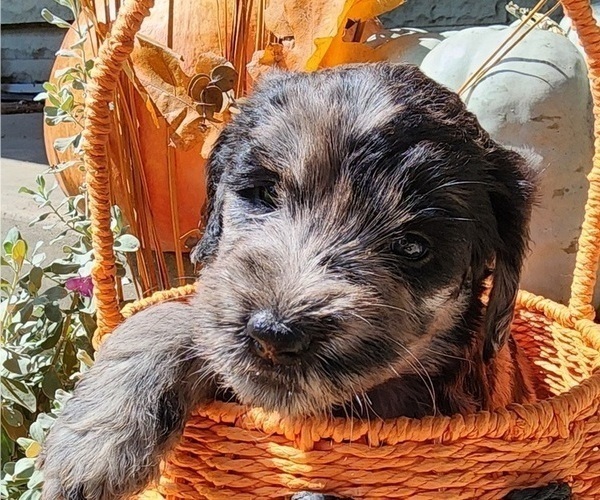 Medium Photo #1 Doodle-Goldendoodle Mix Puppy For Sale in WACO, TX, USA