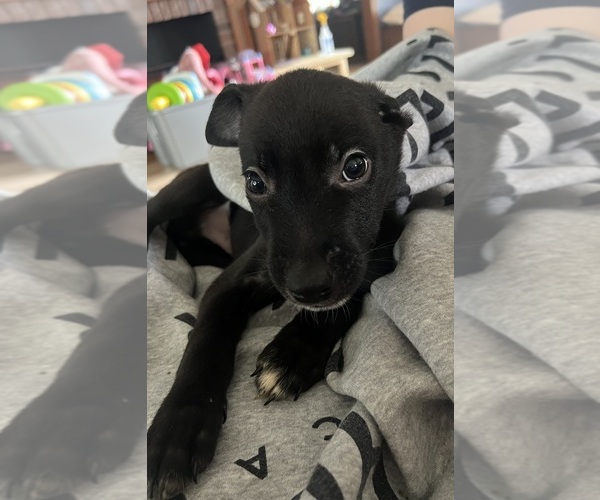 Medium Photo #8 Australian Cattle Dog Puppy For Sale in WALNUTPORT, PA, USA