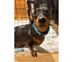 Small #5 Dachshund