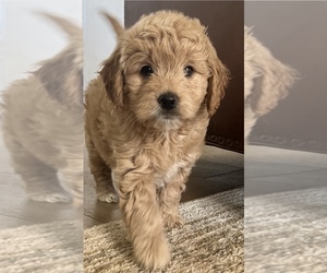Goldendoodle Puppy for sale in ALPINE, CA, USA