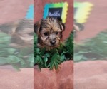 Small Photo #19 Yorkshire Terrier Puppy For Sale in AKRON, OH, USA