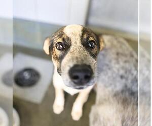 Mutt Dogs for adoption in San Antonio, TX, USA