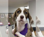 Small #1 American Staffordshire Terrier-Poodle (Standard) Mix