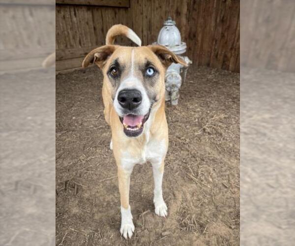 Medium Photo #2 Catahoula Leopard Dog-Unknown Mix Puppy For Sale in Plano, TX, USA