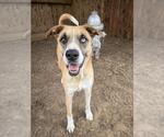 Small #1 Catahoula Leopard Dog Mix