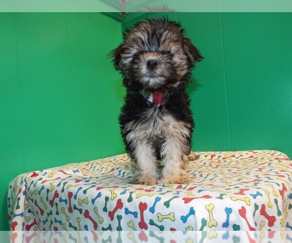 Medium Photo #5 Morkie Puppy For Sale in PATERSON, NJ, USA