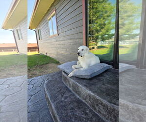 - Mix Dogs for adoption in Bountiful, UT, USA