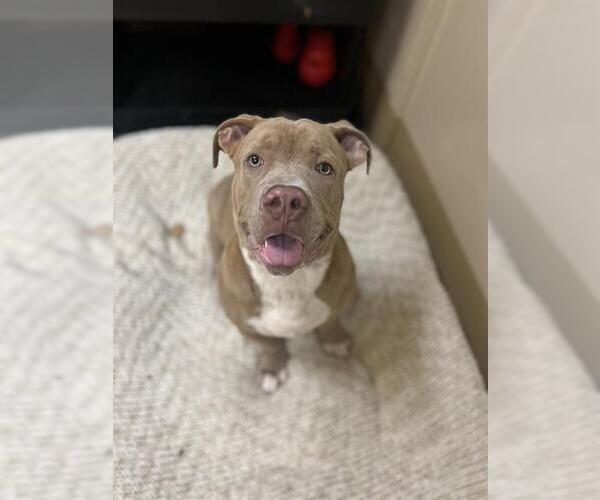 Medium Photo #1 American Pit Bull Terrier-Basset Hound Mix Puppy For Sale in Chula Vista, CA, USA