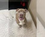 Small American Pit Bull Terrier-Basset Hound Mix