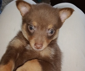 Chihuahua Puppy for sale in SAINT HELENS, OR, USA