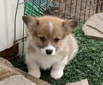 Puppy Red Sabl male 5 Pembroke Welsh Corgi