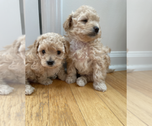 Poodle (Toy) Puppy for sale in DURHAM, NC, USA