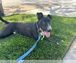 Small Labrador Retriever Mix