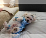 Hand Delivery - Female Maltese Puppy for Sale - Photo #5