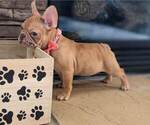 Small #2 French Bulldog
