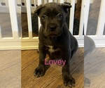 Puppy Lovey Cane Corso