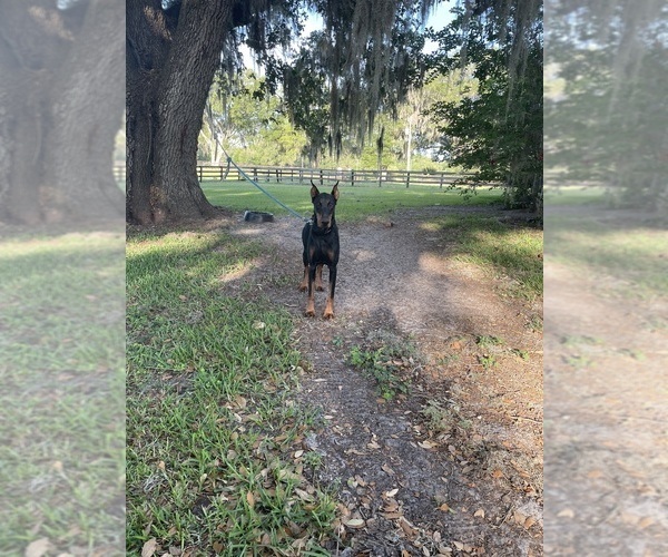 Medium Photo #9 Doberman Pinscher Puppy For Sale in BOUCKVILLE, NY, USA