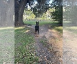 Small Photo #9 Doberman Pinscher Puppy For Sale in BOUCKVILLE, NY, USA