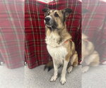 Small German Shepherd Dog Mix