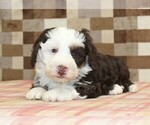 Small #2 Bernedoodle (Miniature)