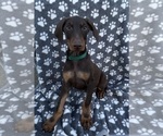 Puppy Green collar Doberman Pinscher