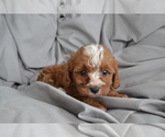 Puppy Terry Cavapoo