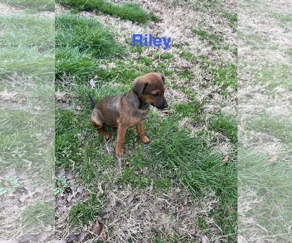 Medium Photo #1 Chihuahua-Unknown Mix Puppy For Sale in Ball Ground, GA, USA