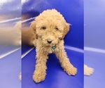 Small #4 Poodle (Miniature)