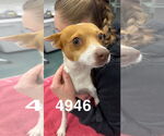 Small #1 Chihuahua Mix