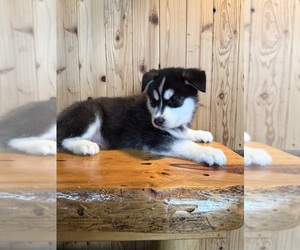 Pomsky Puppy for Sale in STAPLES, Minnesota USA