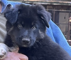 Australian Shepherd Puppy for sale in MERCER, WI, USA