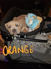 Cane Corso Puppy for sale in NEWPORT NEWS, VA, USA