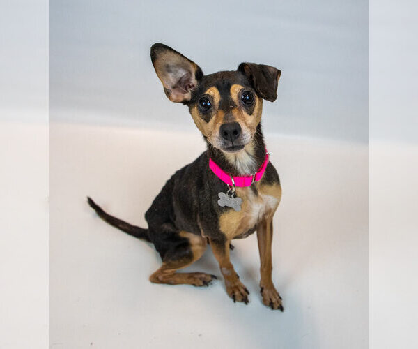 Medium Photo #6 Chihuahua-Unknown Mix Puppy For Sale in Kennesaw, GA, USA