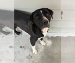 Small #1 Mutt