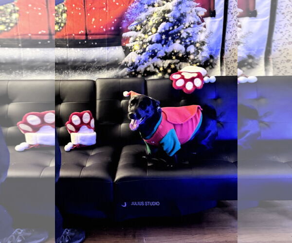 Medium Photo #6 Chiweenie Puppy For Sale in Sebec, ME, USA