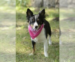 Papillon-Spaniel Mix Dogs for adoption in Dana Point, CA, USA