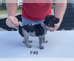 Puppy 5 German Shorthaired Pointer