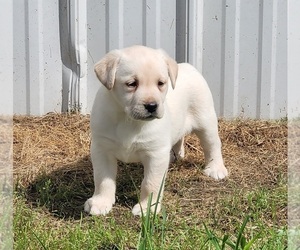 Medium Labrador Retriever