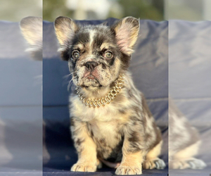 French Bulldog Puppy for sale in MOUNT VERNON, AL, USA