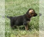 Small Photo #2 German Shepherd Dog Puppy For Sale in CHARLOTTE, NC, USA